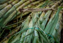 Producción de azúcar creció 11.6% durante la zafra 2025-2026 en México