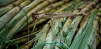 Producción de azúcar creció 11.6% durante la zafra 2025-2026 en México