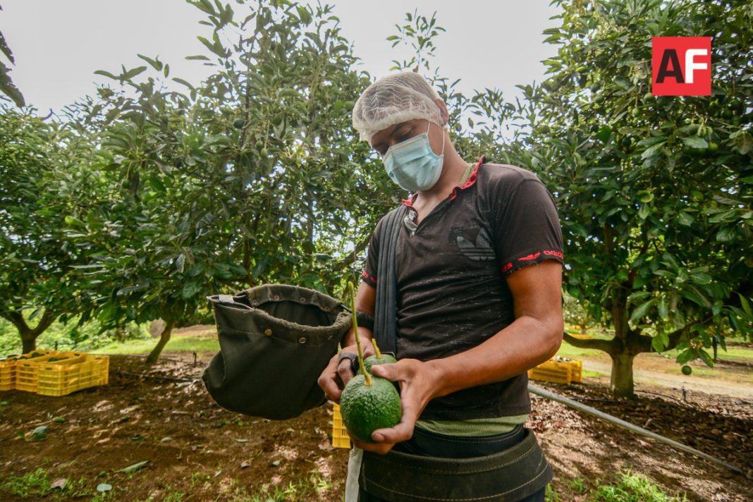 cultivo de aguacate en Jalisco_-10