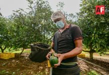 Más de 57 mil millones para transformar Michoacán: Gobierno federal lanza Plan por la Paz y la Justicia, está conformado por 12 ejes y más de 100 acciones