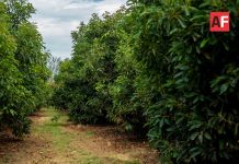 Incluyen a tres municipios de Jalisco como libres de plagas en la cosecha de aguacate
