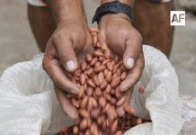 Ixtlahuacán está listo para celebrar este fin de semana el ‘Festival del Cacahuate’