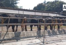 Subseder y organismos auxiliares supervisan ingreso de ganado a la expo de la Feria de Colima