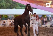Petrolero, campeón del 4° Concurso Morfológico de Caballos Frisones en la Feria de Colima