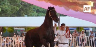 Petrolero, campeón del 4° Concurso Morfológico de Caballos Frisones en la Feria de Colima