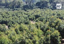 Zona aguacatera de Comala Colima es declarada espacio libre de plagas: Subseder