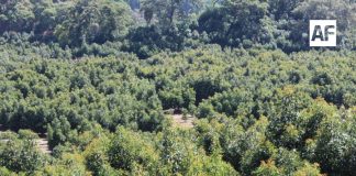 Zona aguacatera de Comala Colima es declarada espacio libre de plagas: Subseder