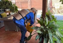 Sigue vigente el control larvario contra el dengue: Salud Colima