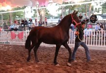 Gran asistencia al 4° Concurso Morfológico de Caballos Frisones en la Feria de Colima