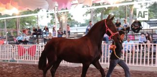 Gran asistencia al 4° Concurso Morfológico de Caballos Frisones en la Feria de Colima