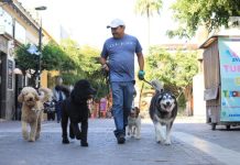 Tlaquepaque anuncia la carrera pedestre 3KAN, que une a corredores con sus “lomitos”