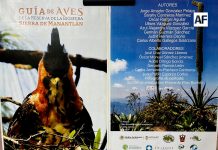 Presentan la Guía de Aves de la Sierra de Manantlán, un hito para la conservación y el conocimiento ambiental