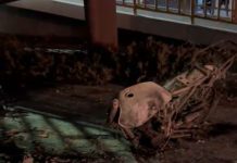 Muere motociclista calcinada tras accidente en la autopista Tecomán-Colima