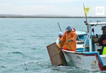 En Colima inicia veda de lisa durante noviembre: Conapesca