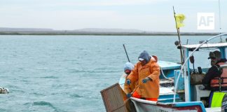 En Colima inicia veda de lisa durante noviembre: Conapesca