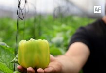 Consolida Jalisco estrategia para llevar su pimiento morrón al mercado japonés