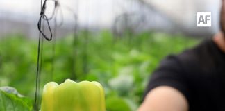 Consolida Jalisco estrategia para llevar su pimiento morrón al mercado japonés