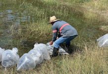 Subseder entrega 50 mil crías de tilapia a productores colimenses