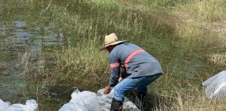 Subseder entrega 50 mil crías de tilapia a productores colimenses