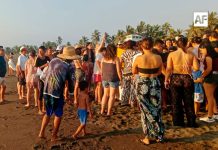 Más de 500 tortugas golfinas son liberadas en Boca de Pascuales, Tecomán