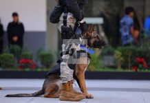 Consulado de EUA en Guadalajara donó nueve perros entrenados a la Policía de Zapopan Jalisco.
