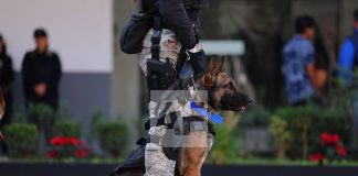 Consulado de EUA en Guadalajara donó nueve perros entrenados a la Policía de Zapopan Jalisco.