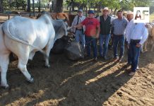 Gobierno del Estado de Colima entregó sementales a productores