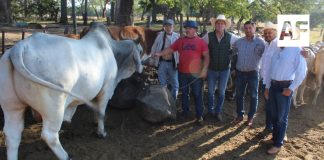 Gobierno del Estado de Colima entregó sementales a productores