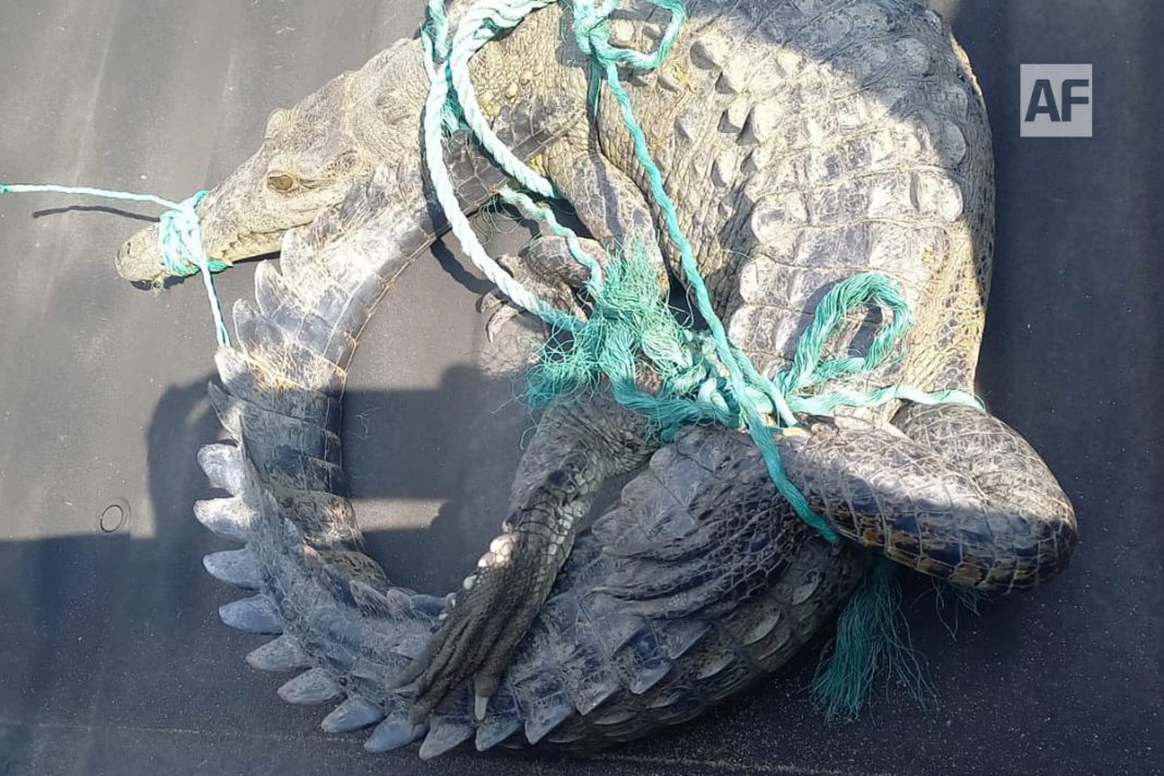 caiman-manzanillo-2-dic-2025-02