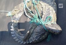 Aseguran caimán que salió a vialidad en Las Palmitas; Protección Civil Manzanillo lo liberó en zona segura