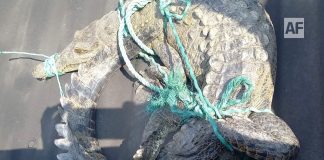 Aseguran caimán que salió a vialidad en Las Palmitas; Protección Civil Manzanillo lo liberó en zona segura