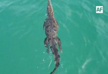 Protección Civil Jalisco emite aviso por avistamiento de cocodrilo en playas de Tenacatita