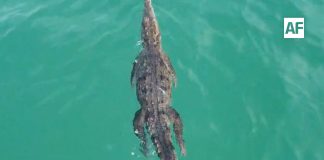 Protección Civil Jalisco emite aviso por avistamiento de cocodrilo en playas de Tenacatita