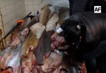 Conapesca decomisa más de cinco mil toneladas de producto ilegal en 2025; cifra supera al año anterior