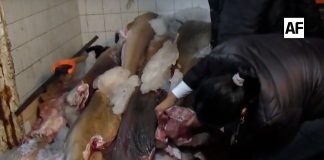 Conapesca decomisa más de cinco mil toneladas de producto ilegal en 2025; cifra supera al año anterior