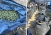 Decomisan más de una tonelada de marihuana en Jalisco durante operativo federal