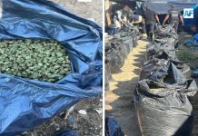 Decomisan más de una tonelada de marihuana en Jalisco durante operativo federal
