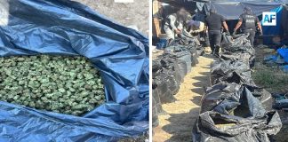 Decomisan más de una tonelada de marihuana en Jalisco durante operativo federal