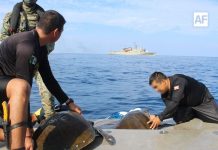 Personal de la Armada de México rescata y libera a dos tortugas marinas en costas de Michoacán