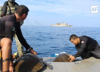 Personal de la Armada de México rescata y libera a dos tortugas marinas en costas de Michoacán