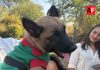 Protección Civil Colima busca nombre para su primer perro de búsqueda y rescate
