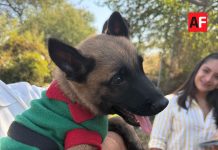 Protección Civil Colima busca nombre para su primer perro de búsqueda y rescate