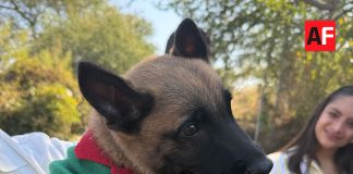 Protección Civil Colima busca nombre para su primer perro de búsqueda y rescate