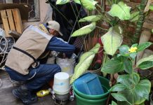 Salud Colima intensifica control larvario contra el dengue, en Manzanillo
