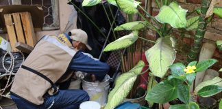 Salud Colima intensifica control larvario contra el dengue, en Manzanillo