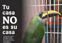 Profepa alerta sobre los riesgos de regalar fauna silvestre en temporada navideña