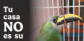 Profepa alerta sobre los riesgos de regalar fauna silvestre en temporada navideña