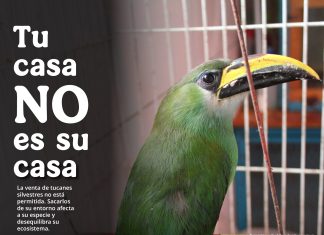 Profepa alerta sobre los riesgos de regalar fauna silvestre en temporada navideña