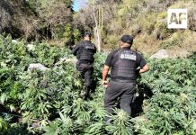 Incineran casi 100 mil plantas de marihuana en el municipio de Tequila, Jalisco