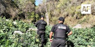 Incineran casi 100 mil plantas de marihuana en el municipio de Tequila, Jalisco